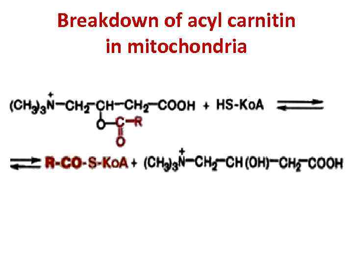 Breakdown of acyl carnitin in mitochondria 