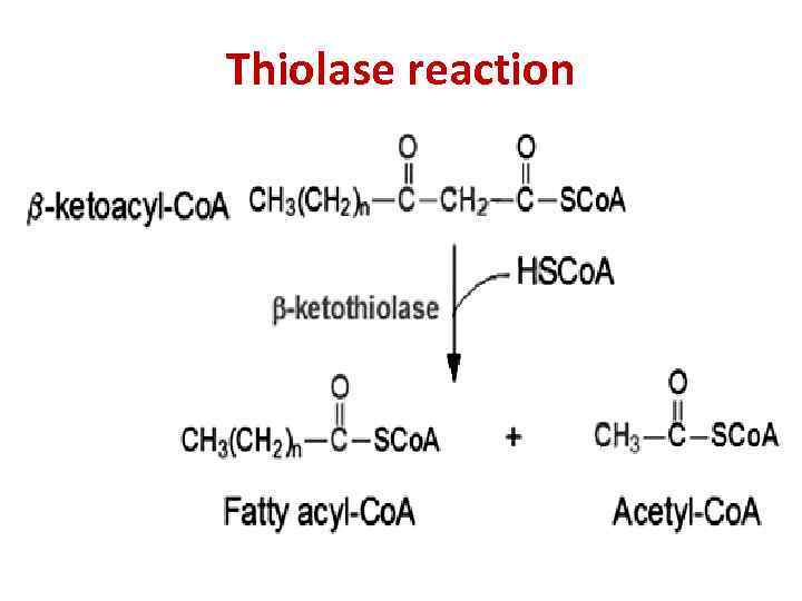 Thiolase reaction 