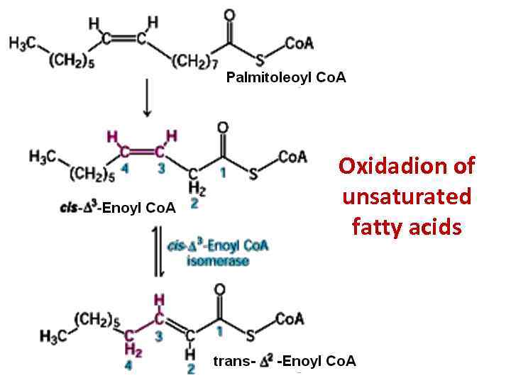 Oxidadion of unsaturated fatty acids 