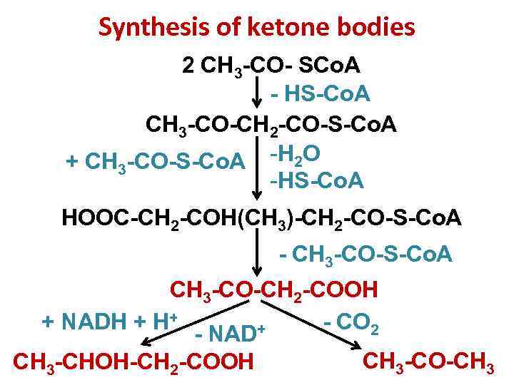 Synthesis of ketone bodies 2 CH 3 -CO- SCо. А - HS-Cо. А CH