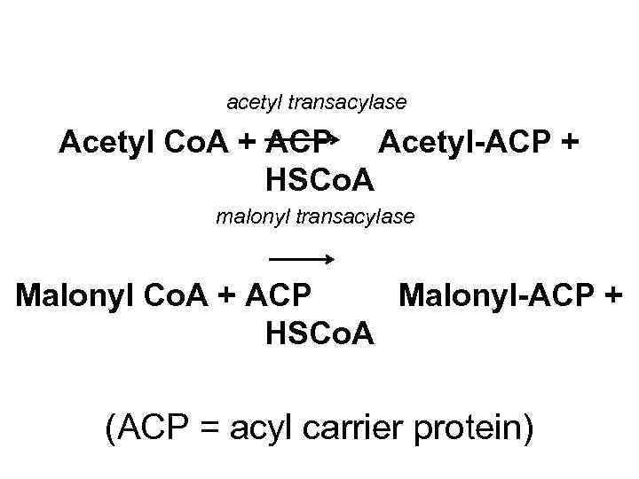 acetyl transacylase Acetyl Co. A + ACP Acetyl-ACP + HSCo. A malonyl transacylase Malonyl