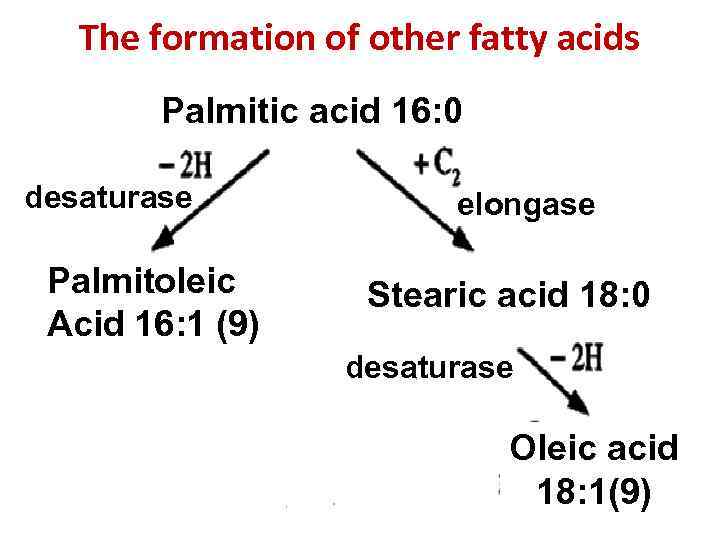 The formation of other fatty acids Palmitic acid 16: 0 desaturase Palmitoleic Acid 16: