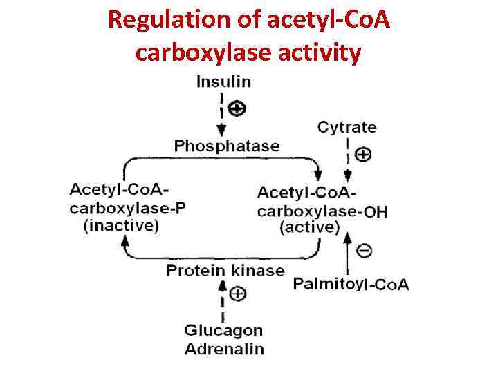 Regulation of acetyl-Co. A carboxylase activity 