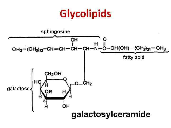 Glycolipids galactosylceramide 
