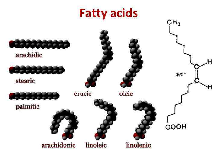 Fatty acids 