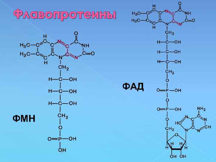 Флавопротеины ФАД ФМН 