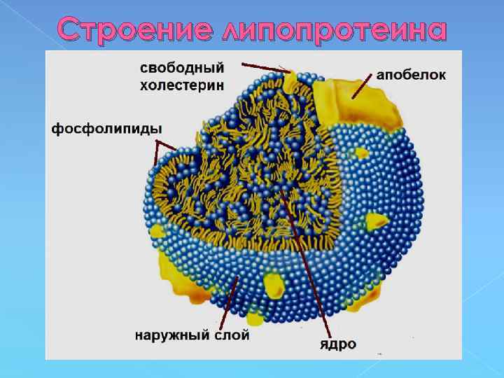 Строение липопротеина 