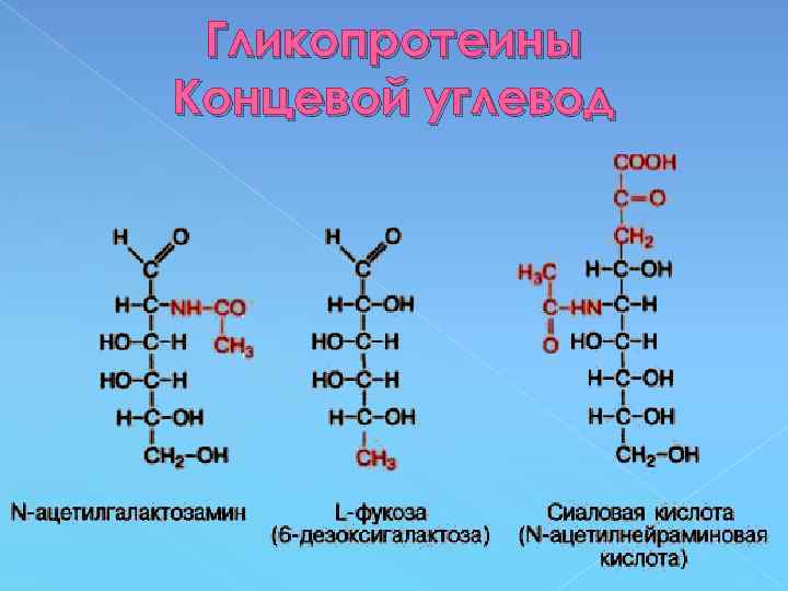 Гликопротеины Концевой углевод 