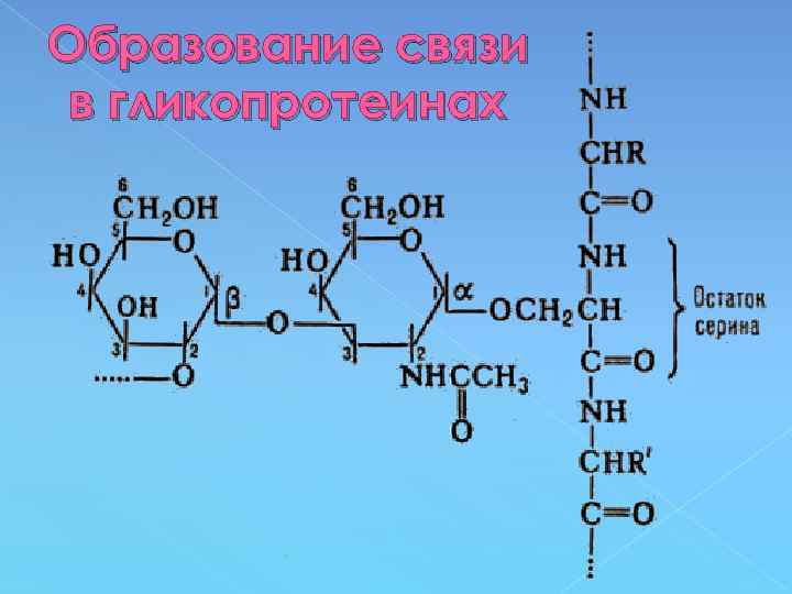 Образование связи в гликопротеинах 