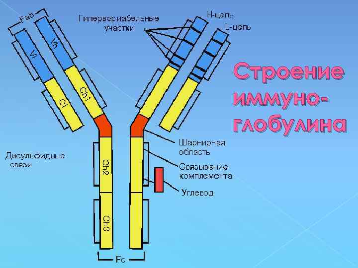 Строение иммуноглобулина 