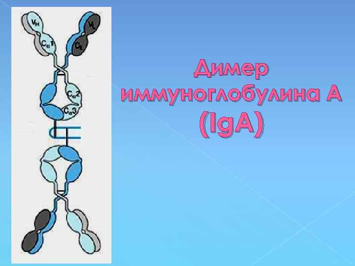 Димер иммуноглобулина А (Ig. A) 