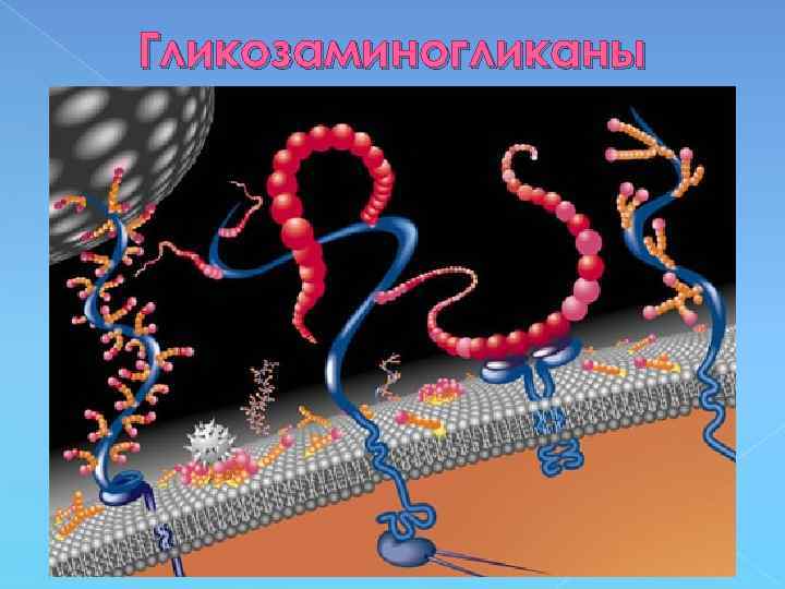Гликозаминогликаны 