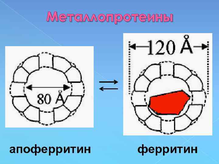Металлопротеины апоферритин 