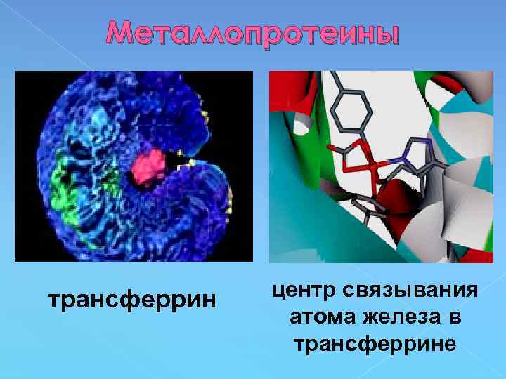 Металлопротеины трансферрин центр связывания атома железа в трансферрине 