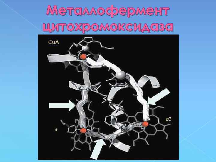Металлофермент цитохромоксидаза 