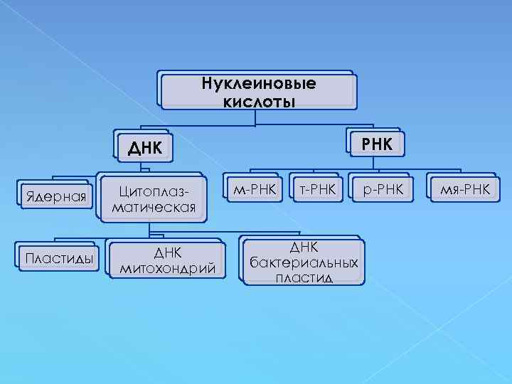Нуклеиновые кислоты РНК ДНК Ядерная Пластиды Цитоплазматическая ДНК митохондрий м-РНК т-РНК ДНК бактериальных пластид