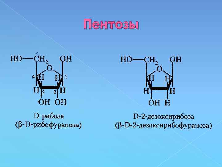 Пентозы 