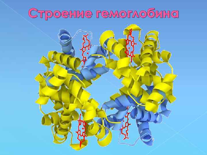 Строение гемоглобина 
