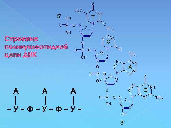Строение полинуклеотидной цепи ДНК А А А │ │ │ −У−Ф−У− 