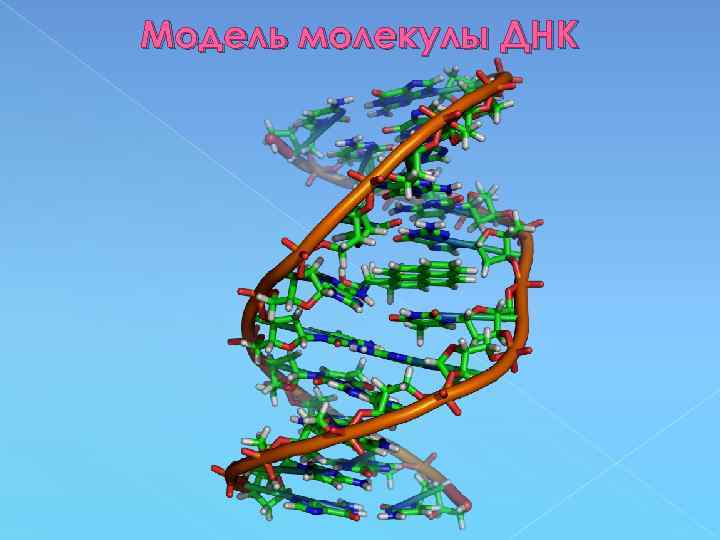 Модель молекулы ДНК 