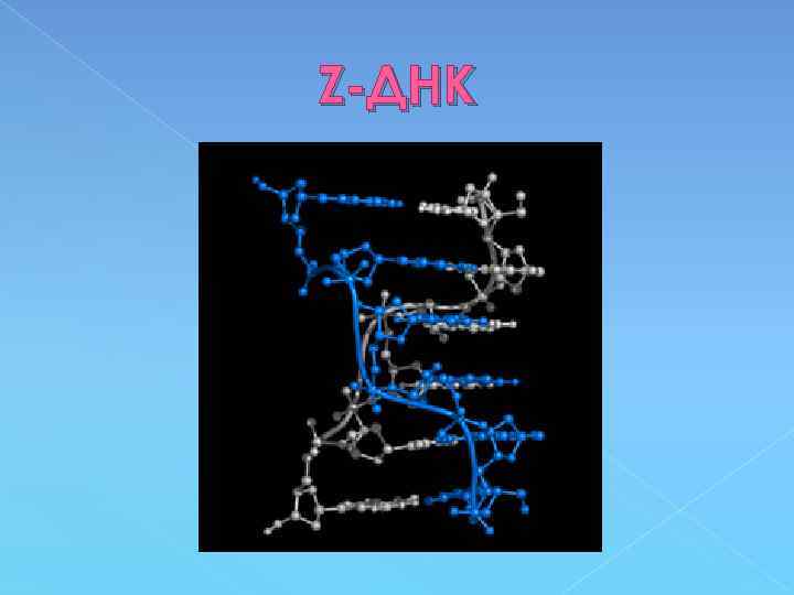 Z-ДНК 