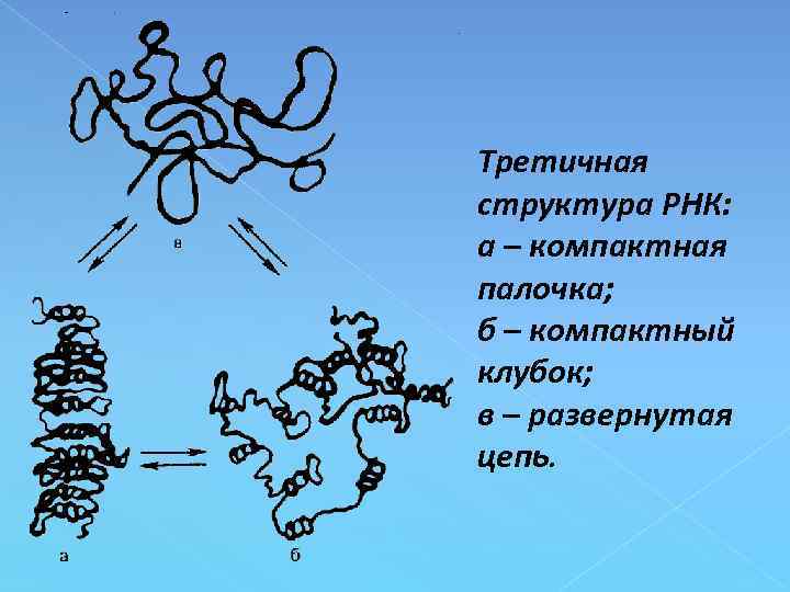 Третичная структура РНК: а – компактная палочка; б – компактный клубок; в – развернутая