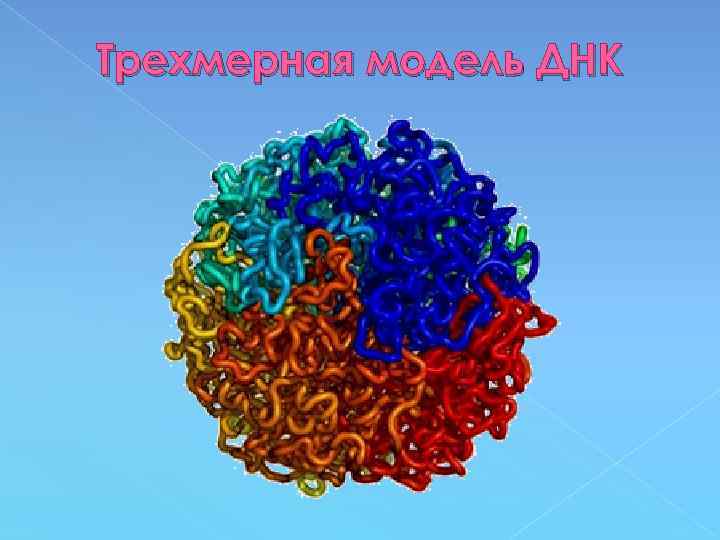 Трехмерная модель ДНК 