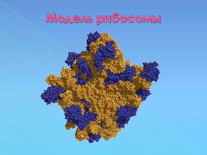 Модель рибосомы 
