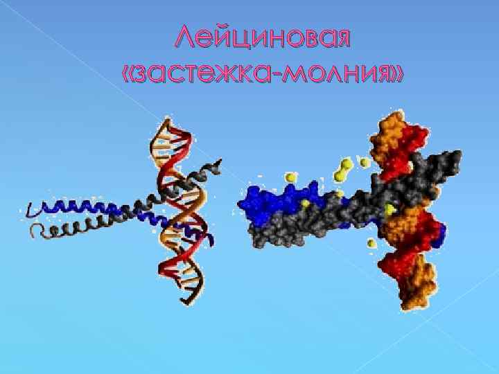 Лейциновая «застежка-молния» 