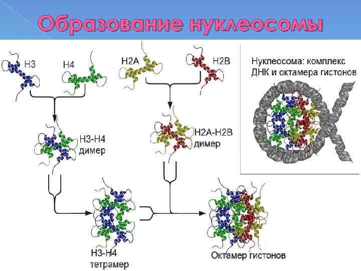 Образование нуклеосомы 