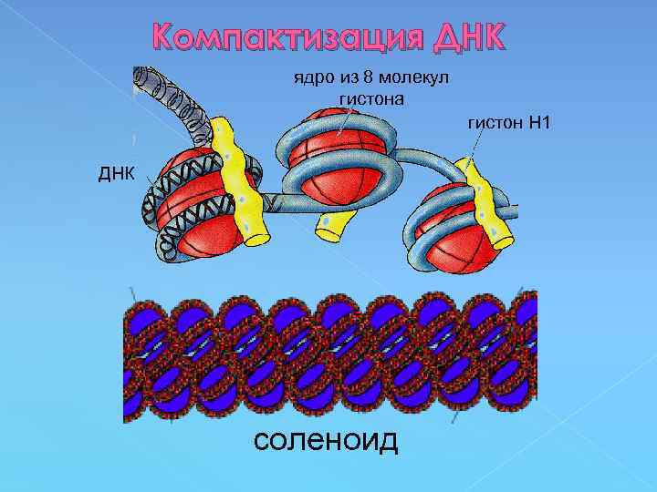 Компактизация ДНК ядро из 8 молекул гистона гистон Н 1 ДНК соленоид 