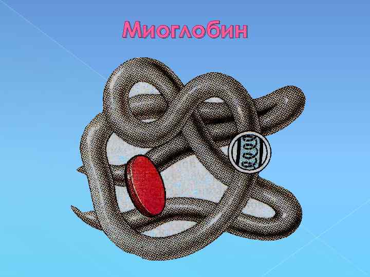 Миоглобин 