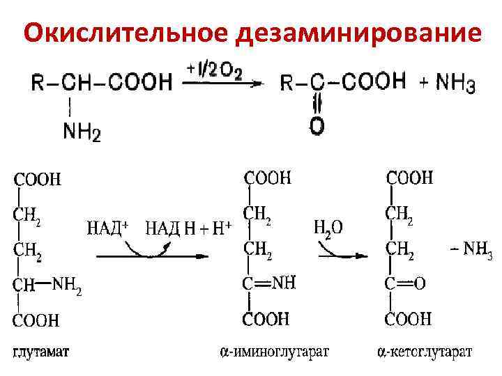 Окислительное дезаминирование 