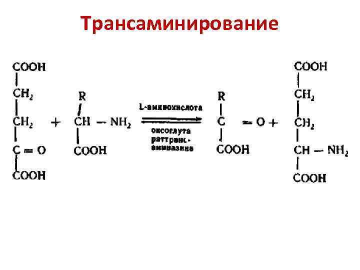 Трансаминирование аланина