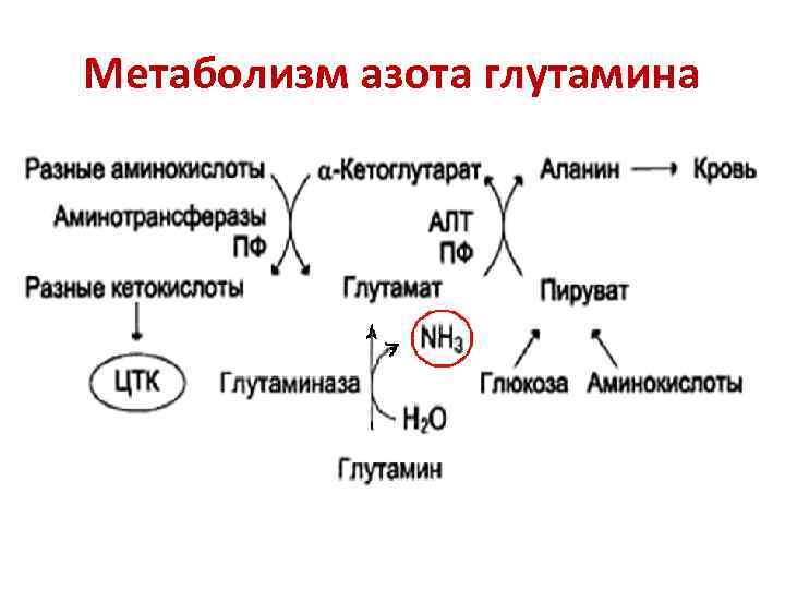 Конечный продукт азотистого обмена аммиак