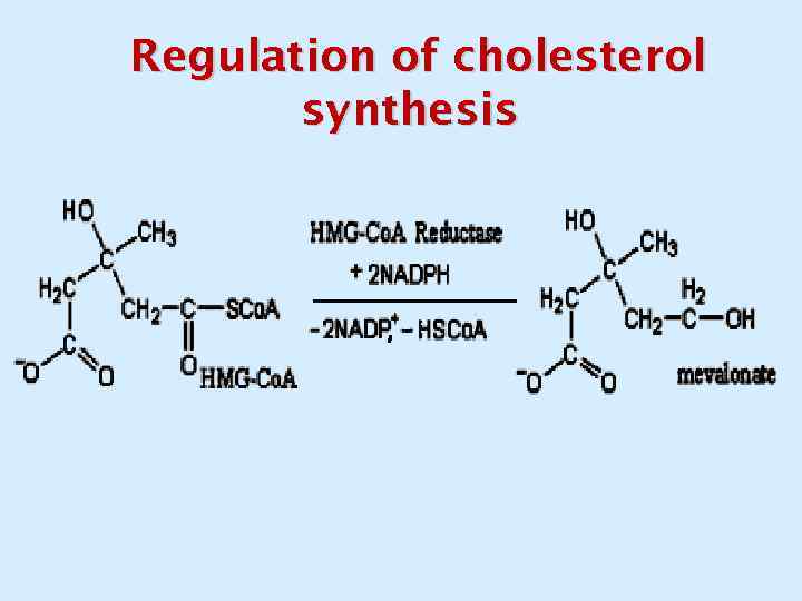 Regulation of cholesterol synthesis 