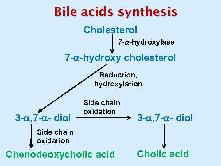 Bile acids synthesis Cholesterol 7 - -hydroxylase 7 - -hydroxy cholesterol Reduction, hydroxylation 3