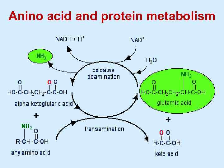 Anino acid and protein metabolism 