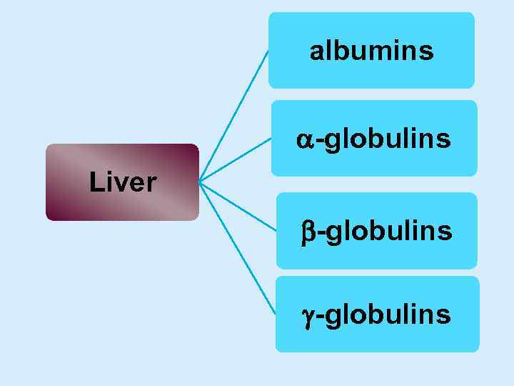 albumins -globulins Liver -globulins 