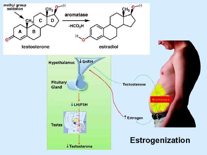 Estrogenization 