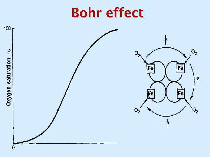 Bohr effect 