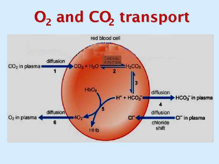 O 2 and CO 2 transport 