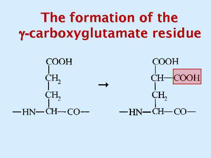 The formation of the -carboxyglutamate residue 