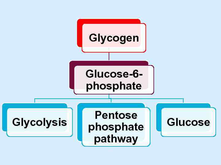 Glycogen Glucose-6 phosphate Glycolysis Pentose phosphate pathway Glucose 