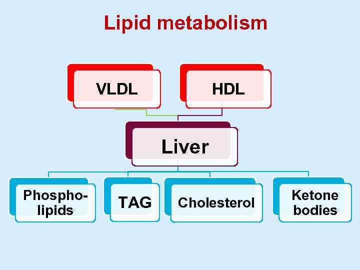 Lipid metabolism VLDL HDL Liver Phospholipids TAG Cholesterol Ketone bodies 