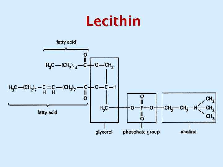 Lecithin 