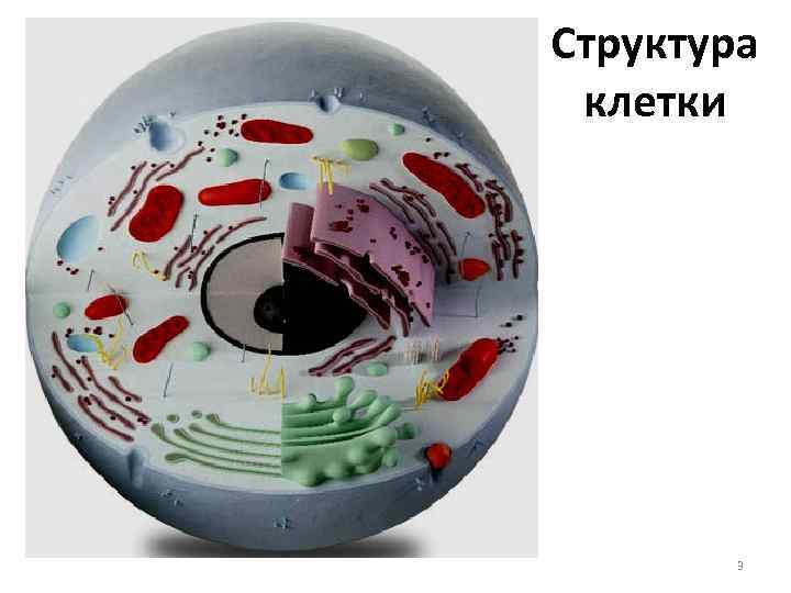 Структура клетки 3 