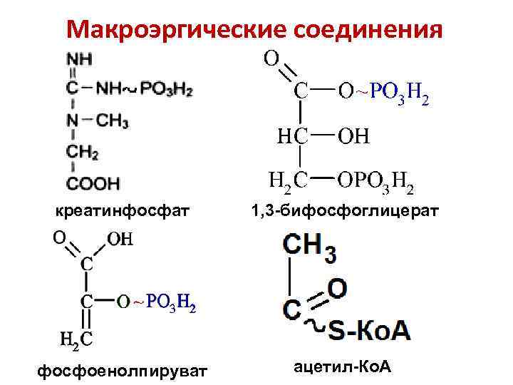 Макроэргические соединения креатинфосфат 1, 3 -бифосфоглицерат фосфоенолпируват ацетил-Ко. А 