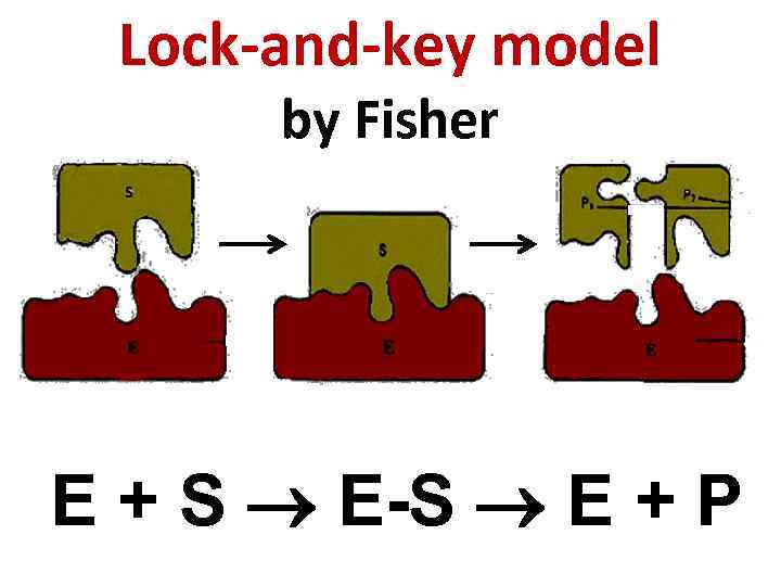 Lock-and-key model by Fisher E + S E-S E + P 