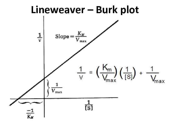 Lineweaver – Burk plot 